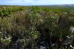 Metalasia umbelliformis