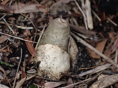 Mutinus cartilagineus