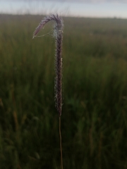 Hordeum brevisubulatum