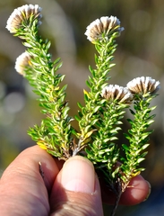 Metalasia umbelliformis