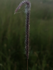 Hordeum brevisubulatum