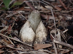 Mutinus cartilagineus