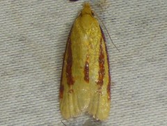 Sparganothis bistriata