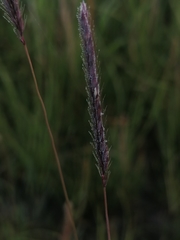 Hordeum brevisubulatum