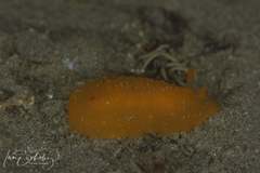 Doriopsilla carneola