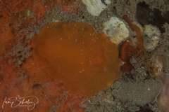 Doriopsilla carneola