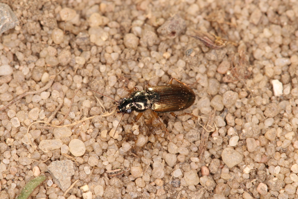 Pogonus iridipennis