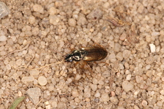 Pogonus iridipennis