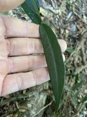 Parsonsia rotata