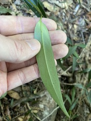 Parsonsia rotata