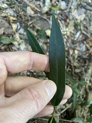 Parsonsia rotata