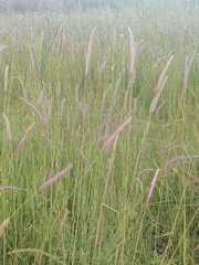 Hordeum brevisubulatum
