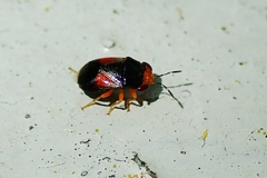 Geocoris flaviceps