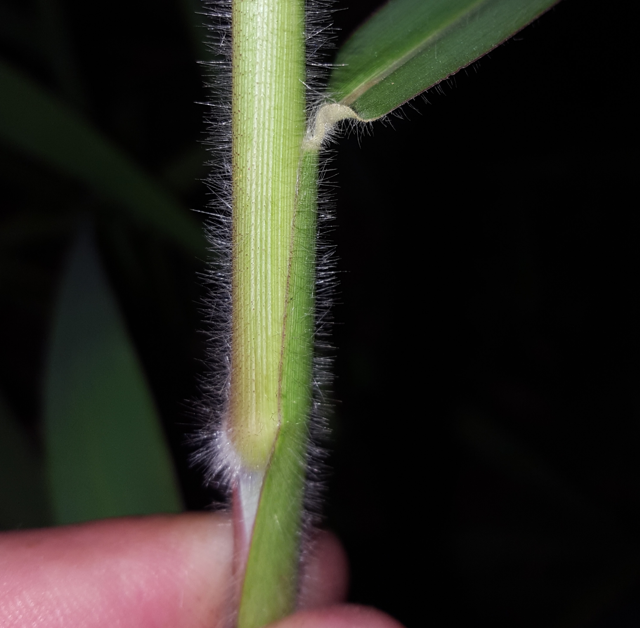(c) François Rousseu, certains droits réservés (CC BY-NC) https://www.inaturalist.org/observations/84676650
