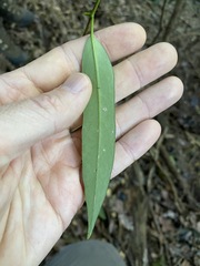 Parsonsia rotata