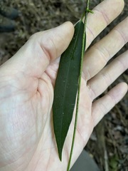 Parsonsia rotata