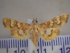 Nosophora