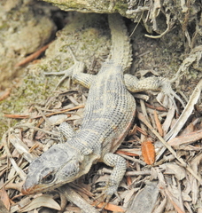 Pseudocordylus microlepidotus microlepidotus