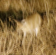 Raphicerus campestris campestris