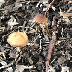 Pholiotina gracilenta