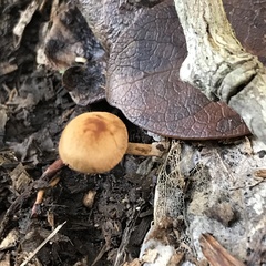 Pholiotina gracilenta