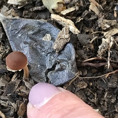 Pholiotina gracilenta