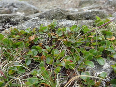 Salix herbacea