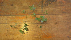 Jasminum singuliflorum