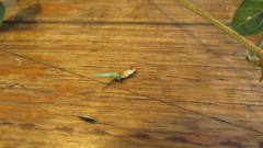 Jasminum singuliflorum