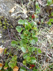 Salix herbacea