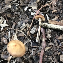 Pholiotina gracilenta