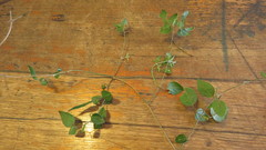 Jasminum singuliflorum