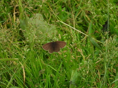 Aphantopus hyperantus