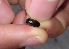 Dermestes
