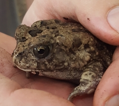 Sclerophrys gutturalis
