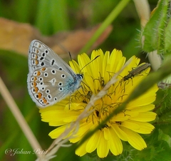 Polyommatus icarus