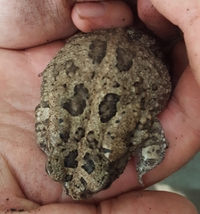 Sclerophrys gutturalis