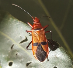 Dysdercus fasciatus