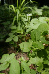 Cerastium sylvaticum