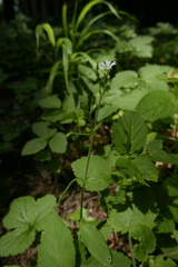 Cerastium sylvaticum