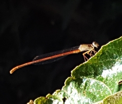 Ceriagrion glabrum