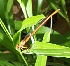 Ceriagrion glabrum