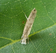 Culladia achroellum