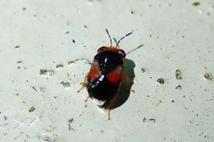 Geocoris flaviceps