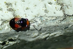 Geocoris flaviceps