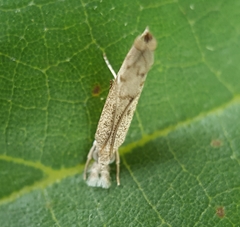 Culladia achroellum