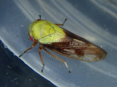 Oncopsis flavicollis