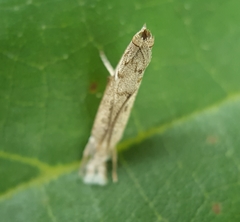 Culladia achroellum