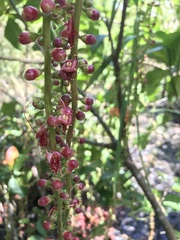 Barringtonia acutangula