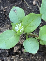 Stellaria media